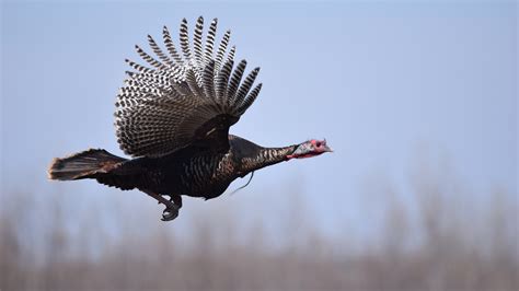 1 day ago · How Turkeys Compensate for their Inability to Fly. Although turkeys are flightless, they have developed alternative ways to compensate and survive on the ground. They are excellent runners and can reach speeds of up to 20 miles per hour. Additionally, turkeys have sharp eyesight and can spot potential threats from afar, allowing them to …